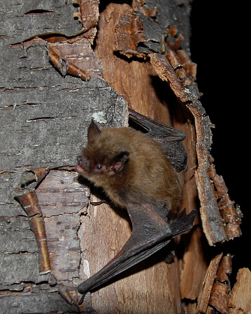 Habitats for Bats 20 JUL 2019