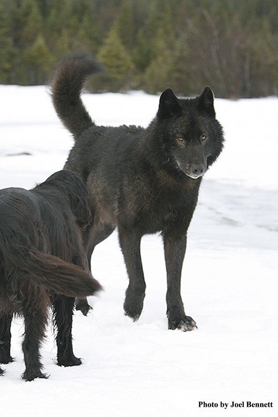 Wolf Songs Tickets in Juneau, AK, United States