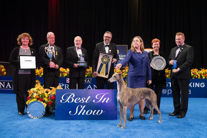 philadelphia dog show 2017 winner philadelphia dog show 2017 winner