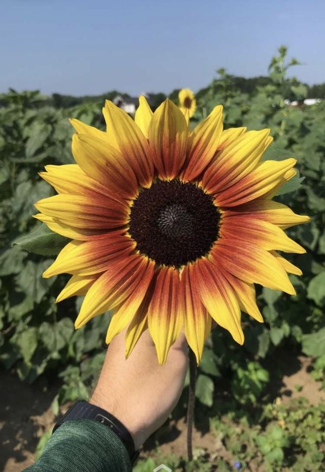 2020 Sunflowers and Fun at Niederman Family Farm Tickets in Liberty Twp