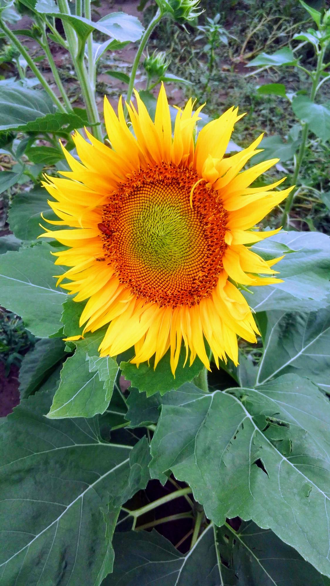 Sunflower Early Bloomer Day Tickets in Manhattan, KS, United States